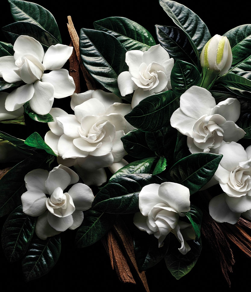 Voulez-vous coucher avec Moi